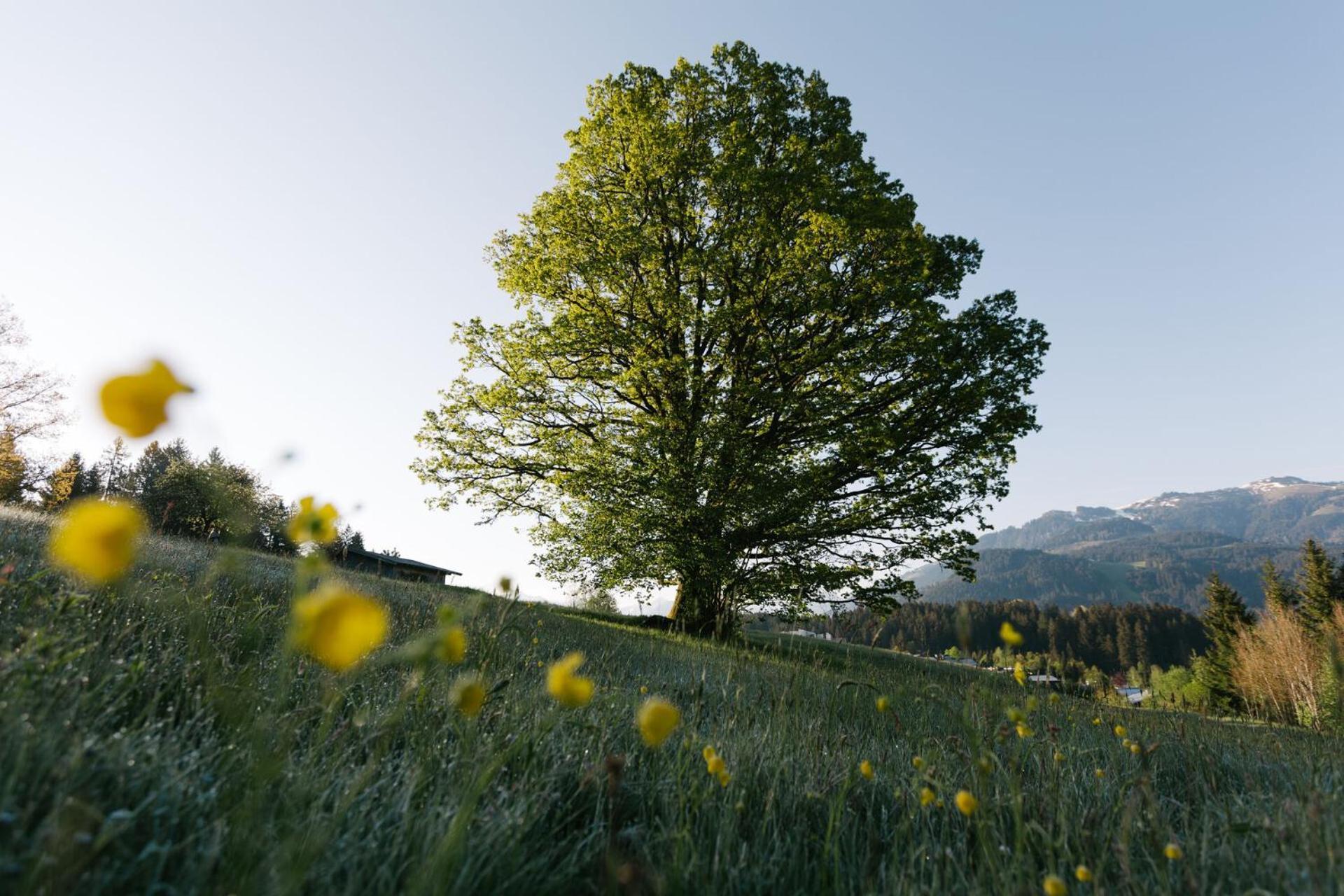 Dorfresort Kitzbuehel By Alps Resorts ไรท์ บาย คิทซ์บูห์ ภายนอก รูปภาพ